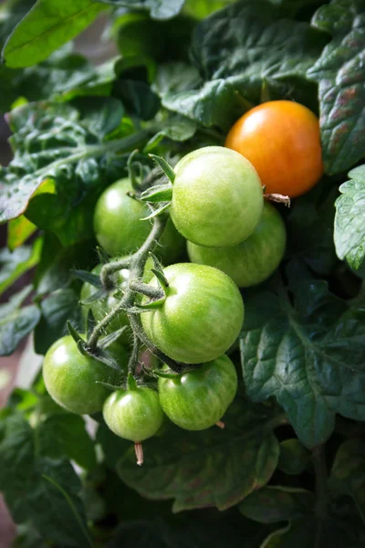 Tomates verdes en invernadero —  Fotos de Stock