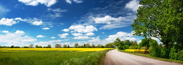 Camino de asfalto cerca de un campo — Foto de Stock