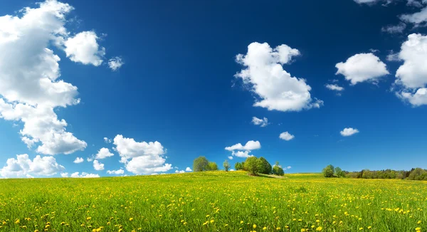 Campo con dientes de león y cielo azul — Foto de Stock