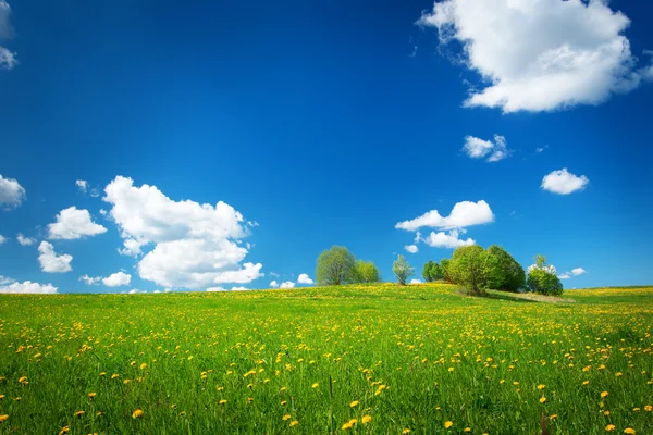 Campo com dentes-de-leão e céu azul — Fotografia de Stock