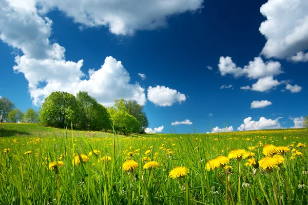 Dandelions ve mavi gökyüzü — Stok fotoğraf