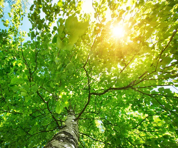 Листя дерева в ранковому світлі — стокове фото