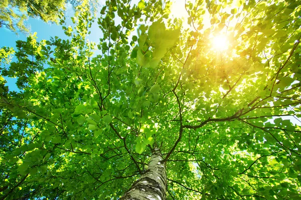 Träd lövverk i morgonljus — Stockfoto