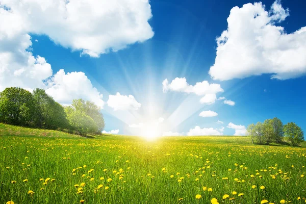 Campo con dientes de león y cielo azul — Foto de Stock