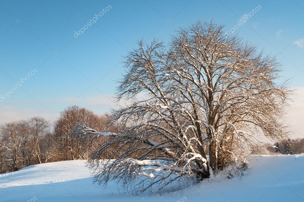 Árvore na paisagem de inverno fotos, imagens de © candy18 #97993732 Árvore na paisagem de inverno fotos, imagens de © candy18 #97993732
