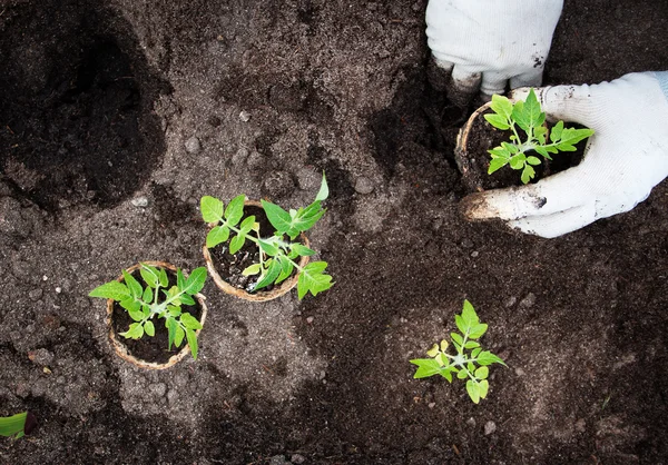 Hände setzen Tomatensämlinge — Stockfoto