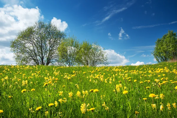 Field with dandelions and blue sky — Stock Photo, Image