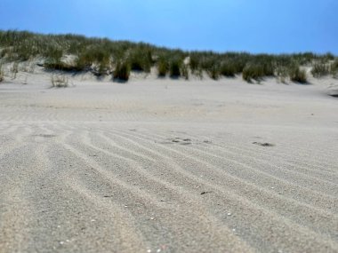 Arka planda kum tepeleri ve kumsal çimenleri olan kumlu bir sahil..