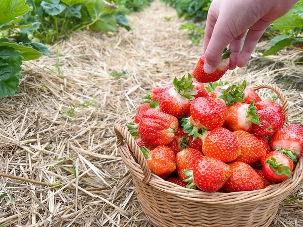 A person holding a fruit, strawberry. Humans hand holding a strawberry. — Stock Photo, Image