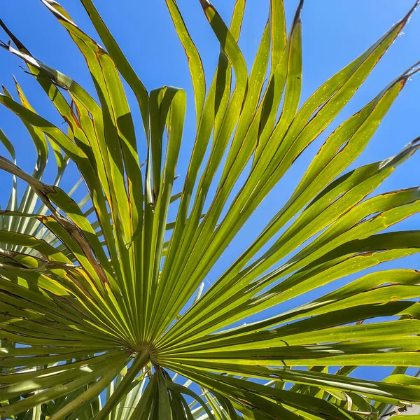 A group of palm trees next to a tree on the cloudless sky. — Stock Photo, Image