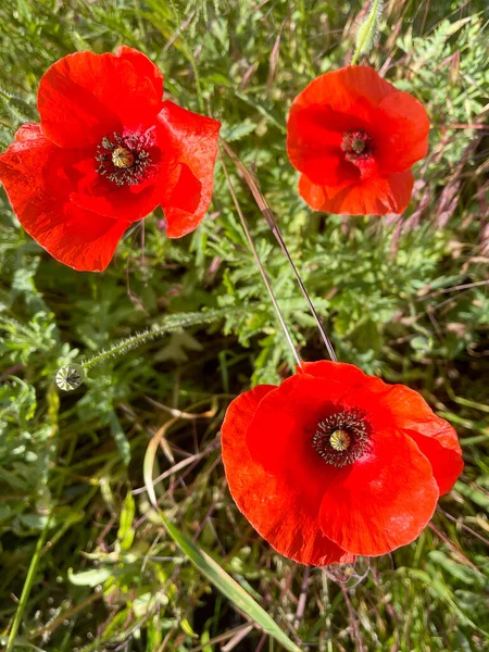 Zblízka květina, tři poppy na louce. — Stock fotografie