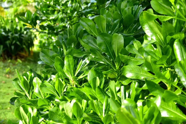 Folhas Verdes Exuberantes Ponto Alto — Fotografia de Stock