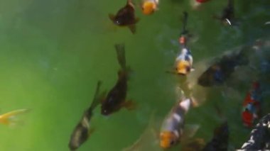 Japon balığı Havzası içinde yüzmek