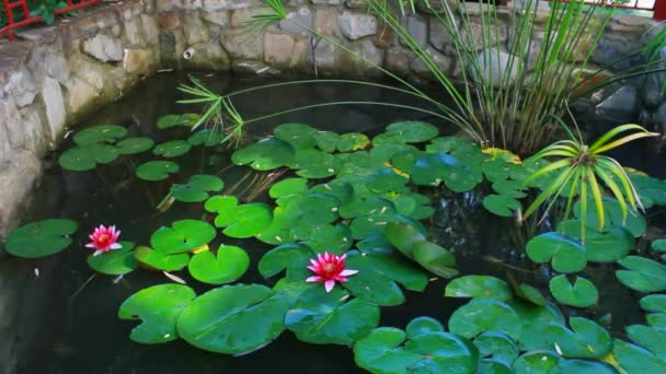 Blühender roter Lotus im Teich — Stockvideo