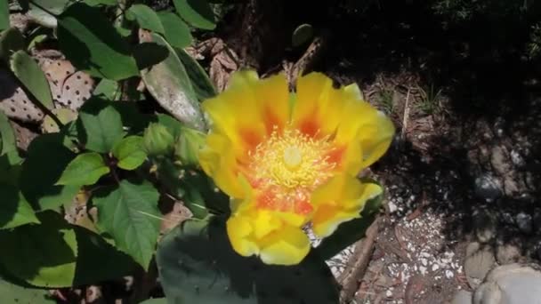 Blooming cactus flower — Stock Video