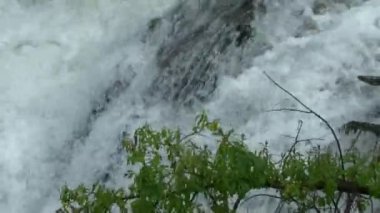 Yeşil arka plan azgın bir şelale üzerinde bir ağaç dalı