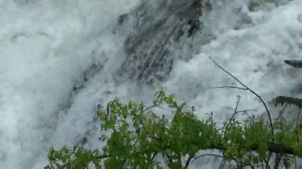 Branche verte d'un arbre sur un fond de cascade déchaînée 