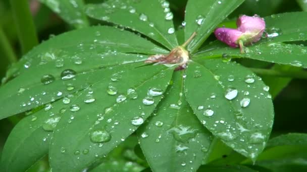 Regentropfen fallen auf ein grünes Blatt Delphinium — Stockvideo