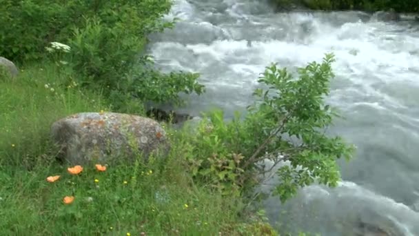 Amapolas de montaña a orillas del desfiladero rápido del río — Vídeo de stock