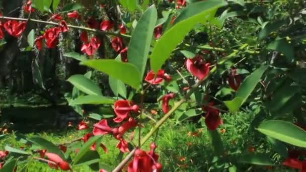 Tree with beautiful and unusual red flowers — Stock Video