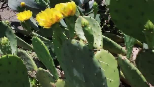 Ponorama op een cactus met gele bloemen gefotografeerd in het arboretum — Stockvideo