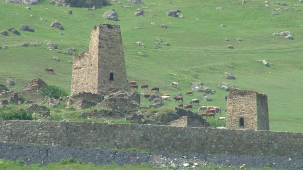 Κοπάδι των αγελάδων είναι βοσκότοποι ανάμεσα στα ερείπια του αρχαίου οικισμού και μεσαιωνική μάχη πύργους — Αρχείο Βίντεο