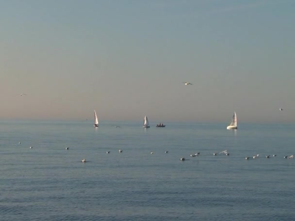 Atleten op de zeilen rechtbanken drijvend in de wateren van de stad van Sotsji aan de Zwarte Zee in het voorjaar van 2015 — Stockvideo