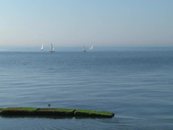 Regata di vela nelle acque della città del Mar Nero di Sochi — Video Stock