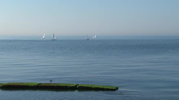 Zeilregatta in de wateren van de Zwarte Zee stad Sotsji — Stockvideo