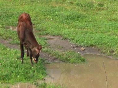 Pets içinde Kurtat Gorge