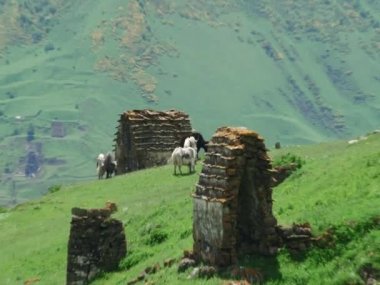 Dağlarda otlatma yaks