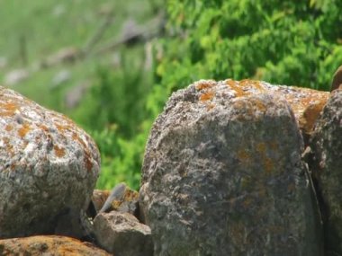 Ortaçağ yayla yerleşim