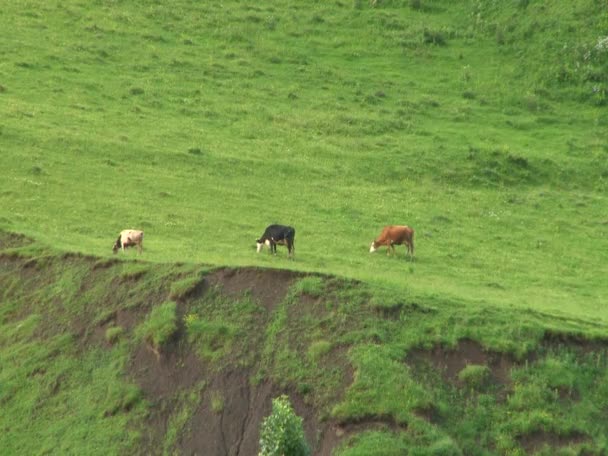 Animais de estimação em Kurtat Gorge — Vídeo de Stock