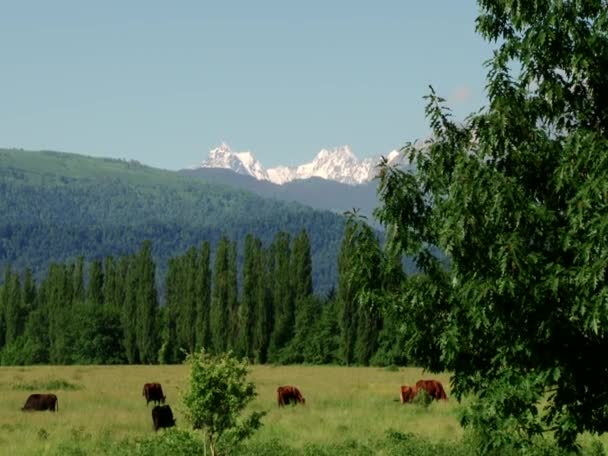 Husdjur i Kurtat Gorge — Stockvideo