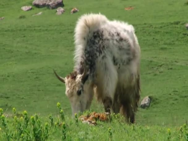 Yaks pastando en las montañas — Vídeo de stock