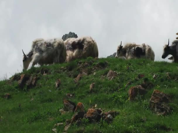 Yaks bete i bergen — Stockvideo