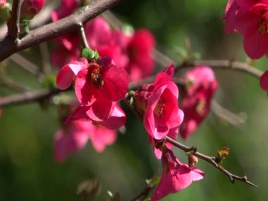 Egzotik bitkiler parklar ve bahçeler