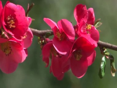 Egzotik bitkiler parklar ve bahçeler