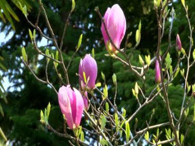 Egzotik bitkiler parklar ve bahçeler