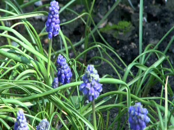 Tuin bloemen — Stockvideo