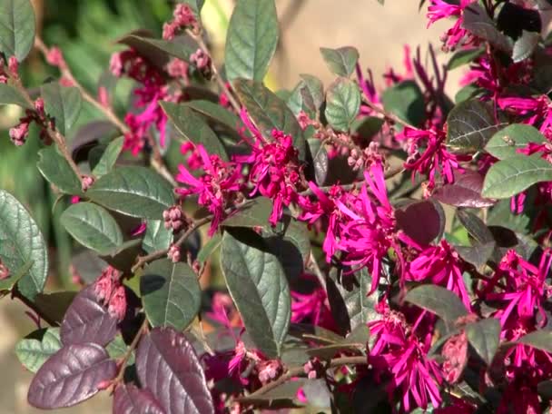 Exotic plants parks and gardens — Stock Video