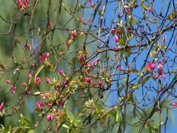 Exotische planten parken en tuinen — Stockvideo