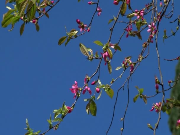 Exotic plants parks and gardens — Stock Video