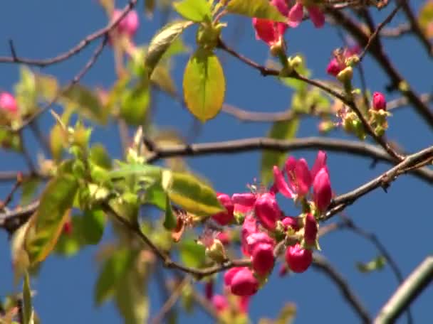 Plantas exóticas parques e jardins — Vídeo de Stock