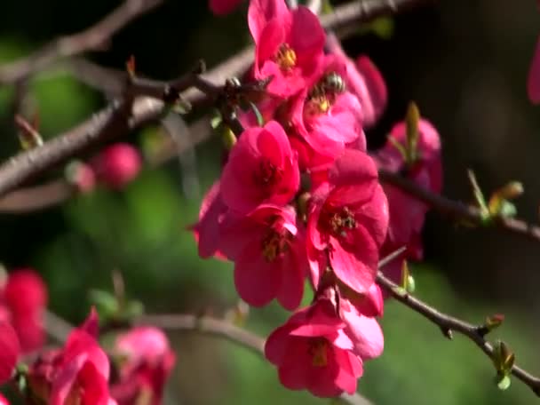 Plantas exóticas parques e jardins — Vídeo de Stock