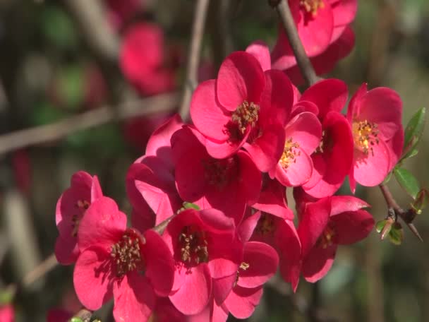 Exotische planten parken en tuinen — Stockvideo