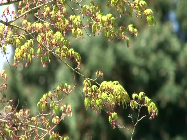 Exotische planten parken en tuinen — Stockvideo