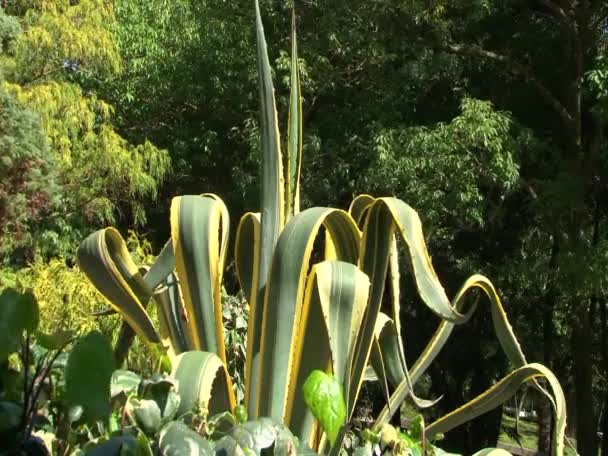 Exotische planten parken en tuinen — Stockvideo