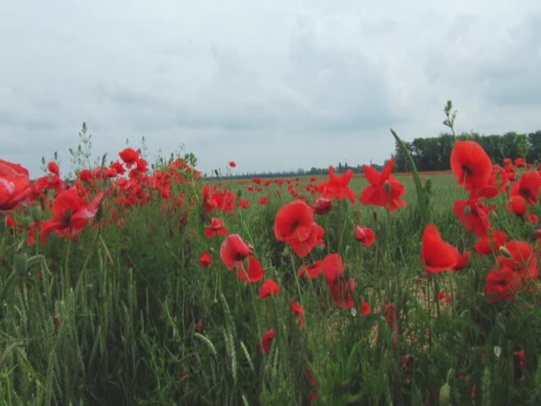 Red poppies — Stock Video