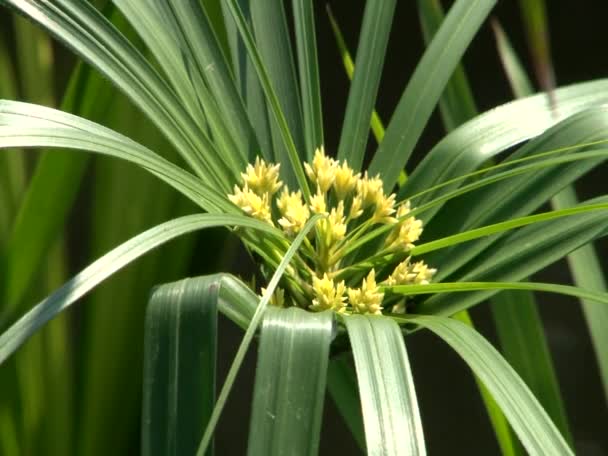 Piante esotiche parchi e giardini — Video Stock